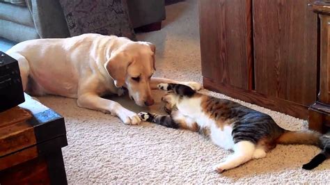 cat plays with dog
