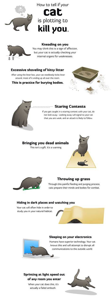 Cat Plotting to Kill You Infographics