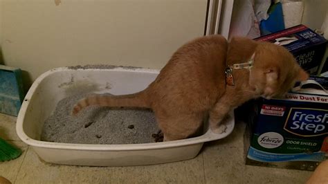 home.furnitureanddecorny.com:cat pooping on bath mat