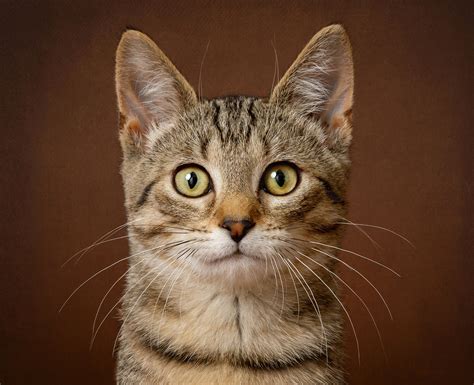cat portrait from photo