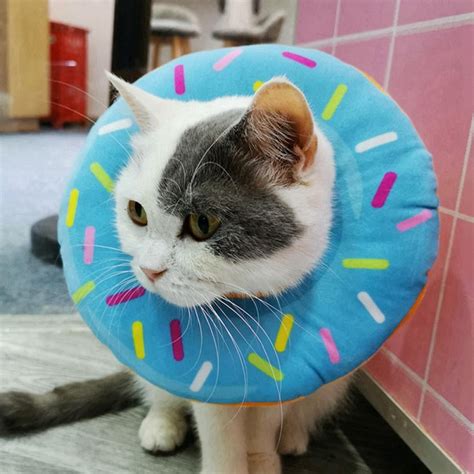 Cat Post Surgery Collar