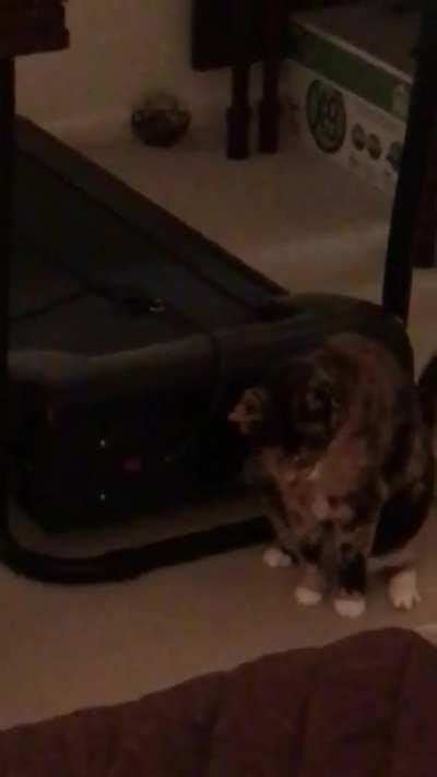 Cat Projectile Vomiting Reddit