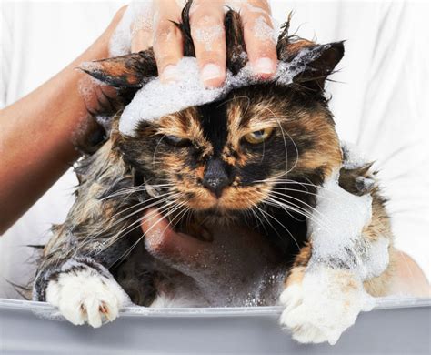 kucing jarang mandi