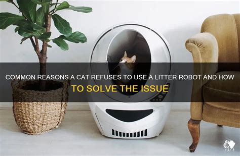 Cat Refuses To Use Litter Robot