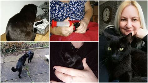 cat rescue south wales uk