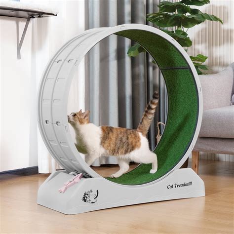 Cat running on treadmill