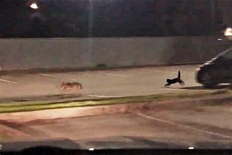 cat runs off coyote