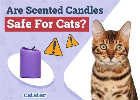 cat safe candles