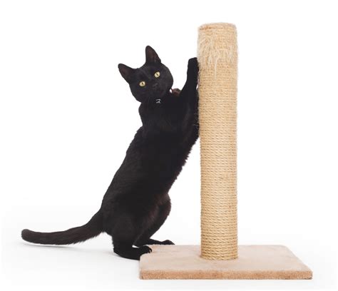 Cat Scratching Post Meaning