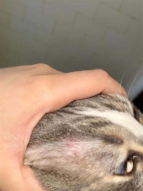 Cat Scratching Scab On Head