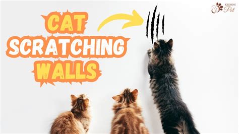 Cat Scratching Walls Stop