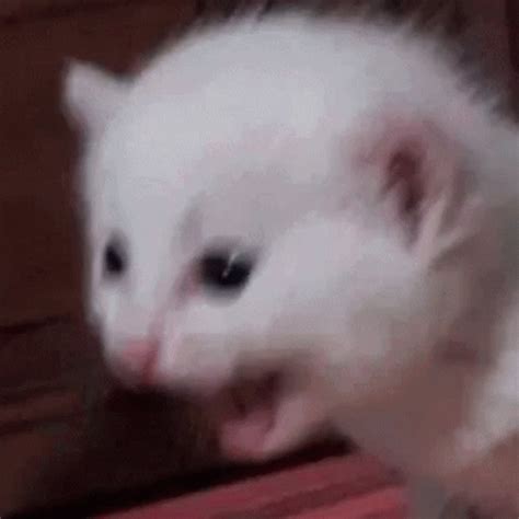 Cat Scream Meme