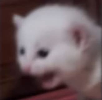 cat screaming into camera by DrywallSineReverb693 Sound Effect Tuna
