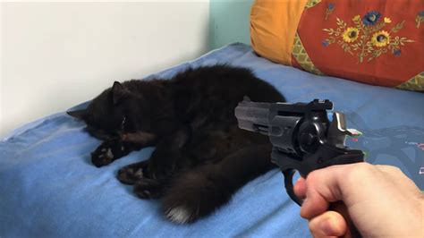 Cat Shoots With Shotgun 