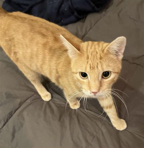 Cat Sick For Two Weeks