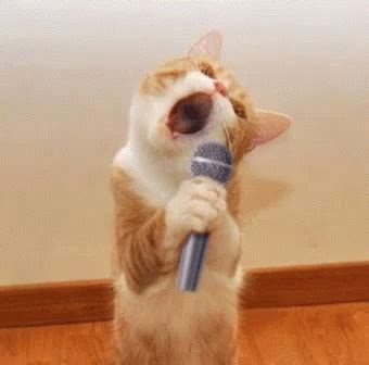 cat singing meme gif