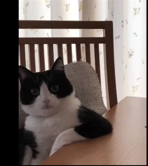 Cat Sitting At Table Meme