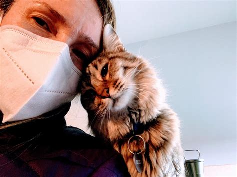 cat sitting evanston