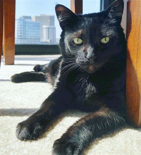 cat sitting milwaukee