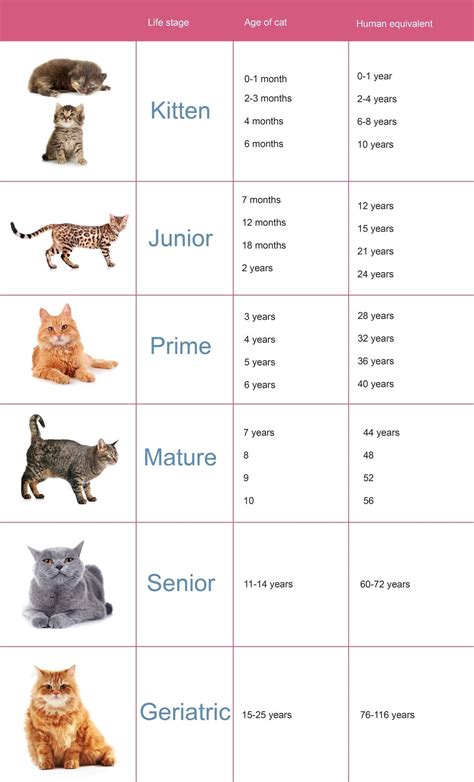 Cat Size Age Chart
