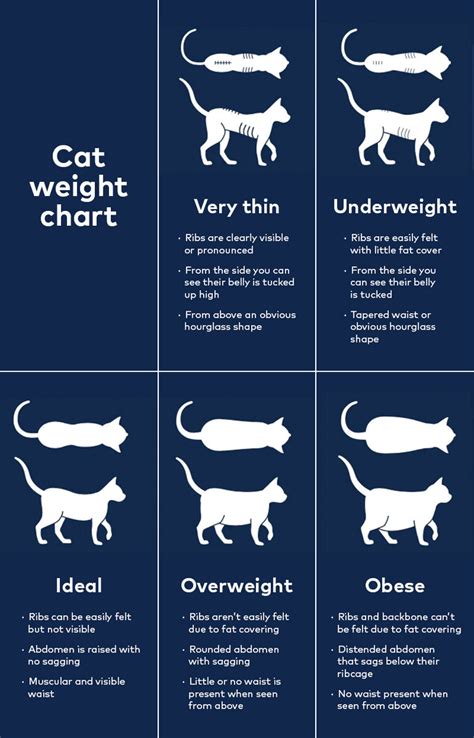 Cat Size And Weight Chart