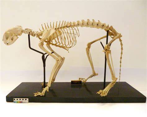 猫の頭骨標本 博物館展示