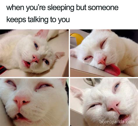 Cat Sleeping On Face Meme