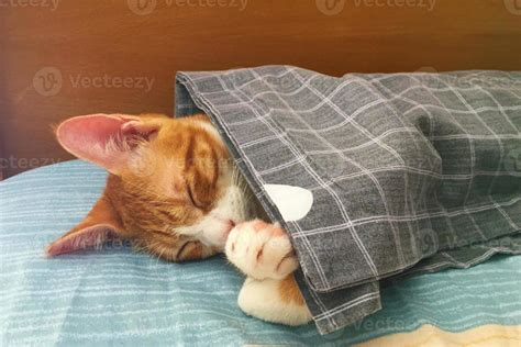 Cat Sleeping Under Blanket Image