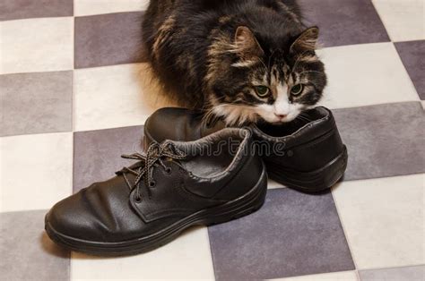 Cat Sniffs Shoes