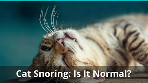 cat snoring while sleeping