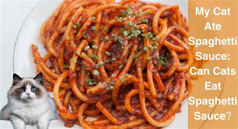 Cat Spaghetti Sauce