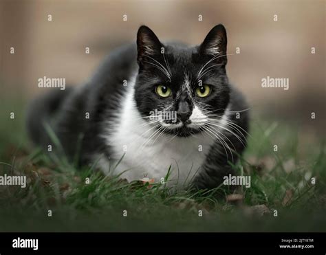 Cat stock overview image