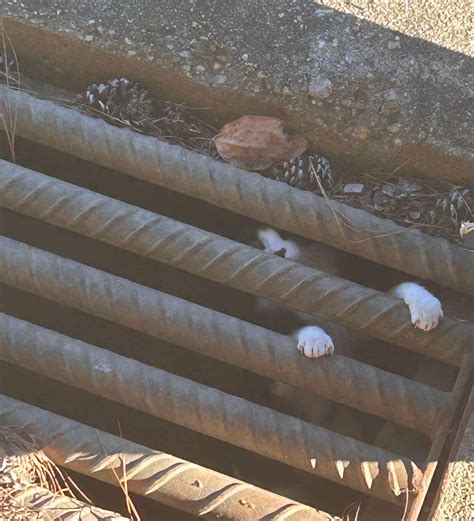Cat Storm Drain