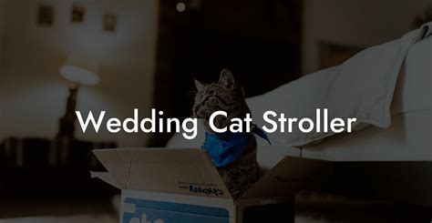 Cat Stroller Wedding
