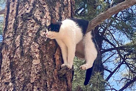 Cat Stuck In A Tree