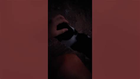 Cat Suddenly Afraid Of Me