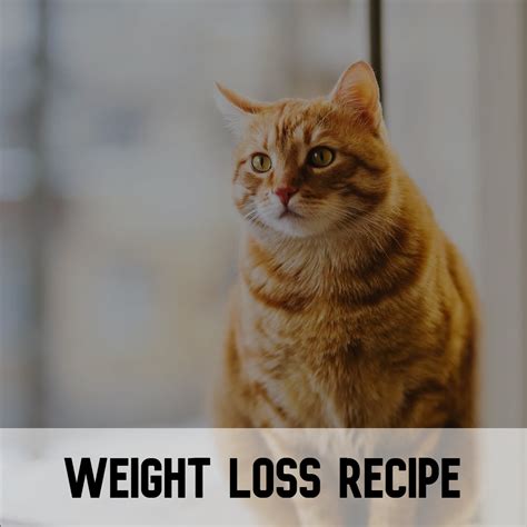 Cat Supplements For Weight Loss