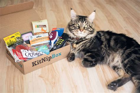 Cat Supplies Subscription