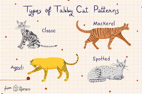 Cat Tabby Patterns