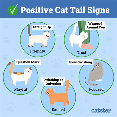 Cat Tail Length Meaning