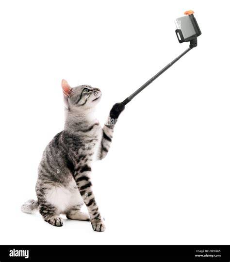 cat taking photo