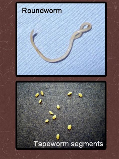 cat tapeworm segments
