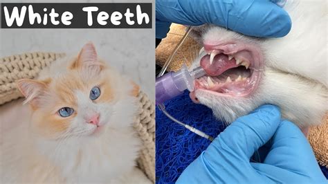 Cat Teeth Cleaning Edmonton