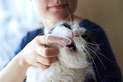 Cat Teeth Finger Brush