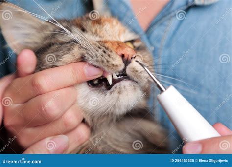 Cat Teeth Maintenance