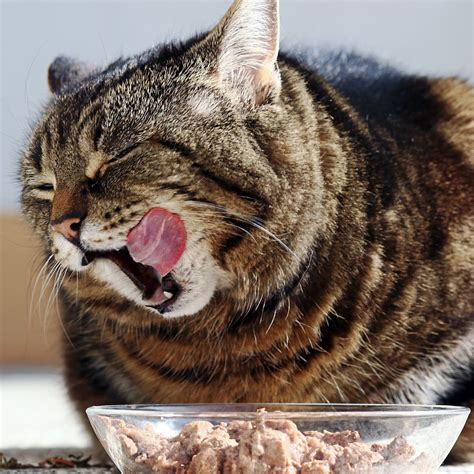 Cat Throws Up While Eating