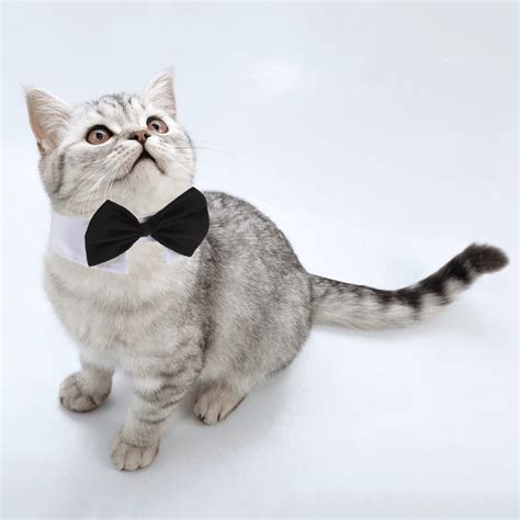 Elegant Cat Tie Trends 2023