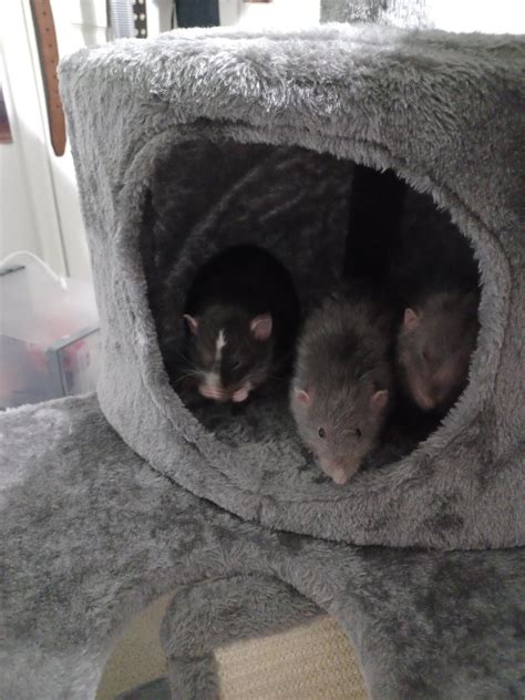 Cat Tree For Rats