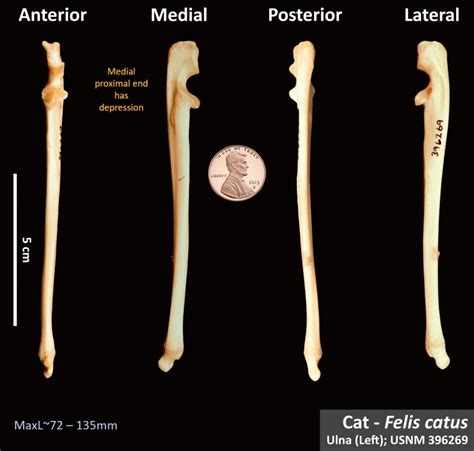 Cat Ulna Anatomy
