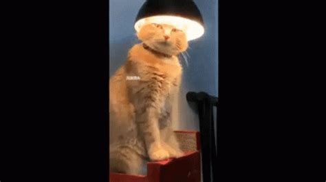 Cat Under Lamp Gif